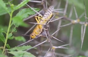ep plaga de langostas en paises africanos