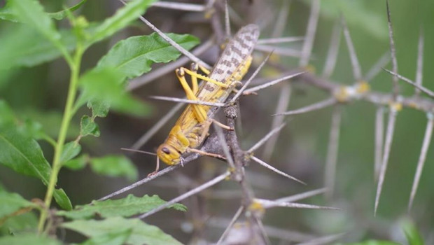 ep plaga de langostas en paises africanos