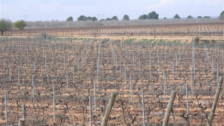 Productores valencianos de cava alertan de "estrategias especulativas" para "hundir los precios a mínimos históricos" | AVA-ASAJA TWITTER ep productores valencianoscava alertan de estrategias especulativas para hundirpreciosminimos historicos