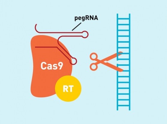 ep sistema prime editing de crispr para editar el genoma