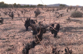 ep uvas por vendimiar