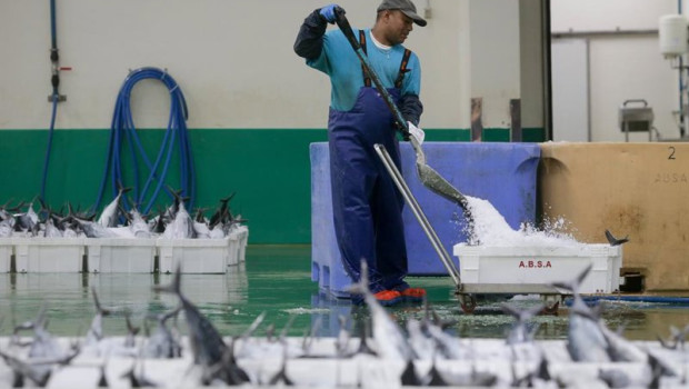 ep archivo   trabajador descargando bonito en el puerto de burela a 15 de junio de 2023