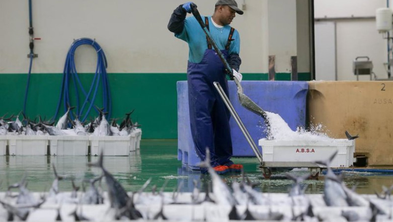 ep archivo   trabajador descargando bonito en el puerto de burela a 15 de junio de 2023
