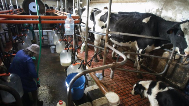 ep archivo   varias vacas durante el ordeno en la ganaderia
