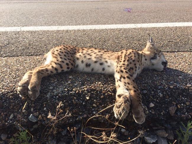 Cría de lince atropellado en el Valle del Matachel | JUNTA/ARCHIVO ep crialince atropelladovallematachel