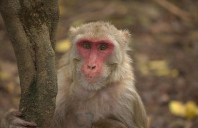 ep mono macaco rhesus hembra