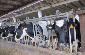 ep vaca carne leche granja agricultura agro
