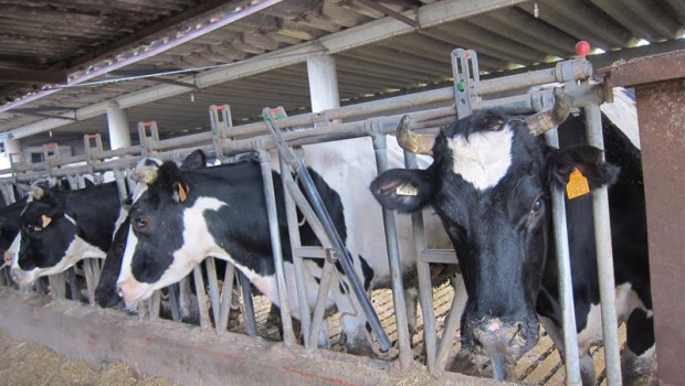 ep vaca carne leche granja agricultura agro