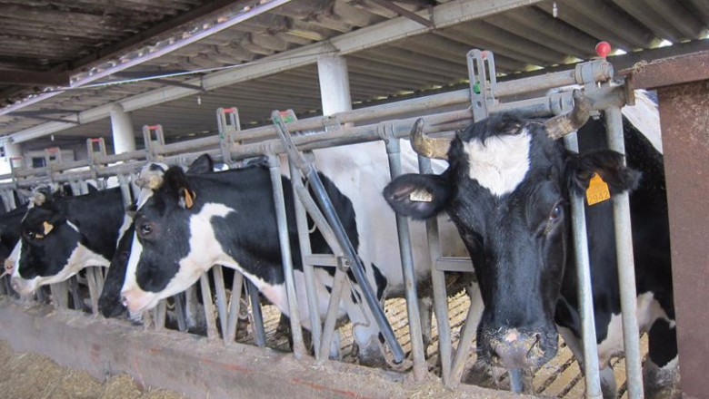 ep vaca carne leche granja agricultura agro