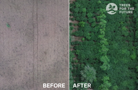 trees before after landscape 20221128185311 trees before after landscape 20221128185311