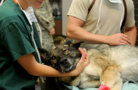 1571987896 veterinary 859251920