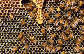 ep abejas 20210114133207