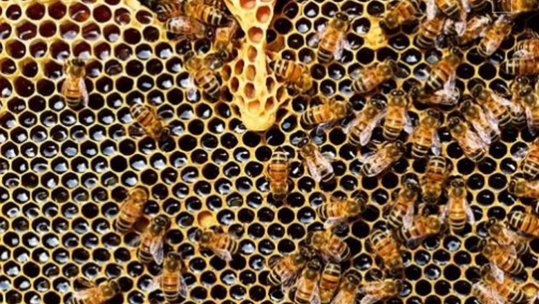 ep abejas 20210114133207