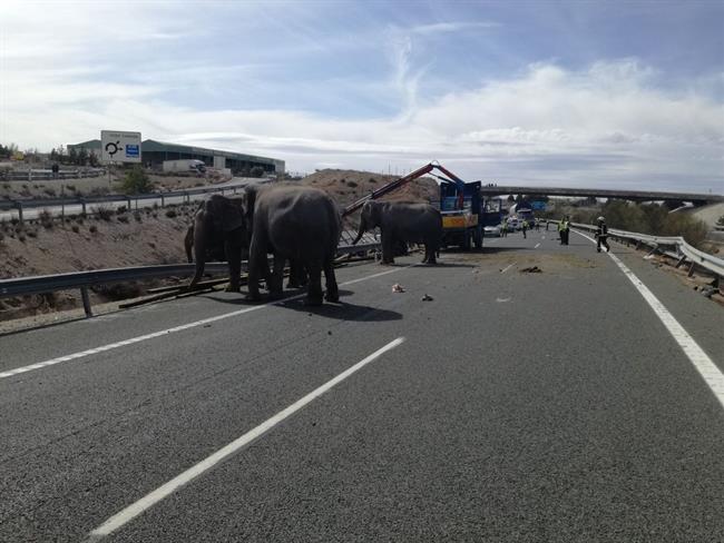 ep accidenteun camiontransportaba elefantesalbacete