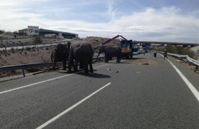 ep accidenteun camiontransportaba elefantesalbacete