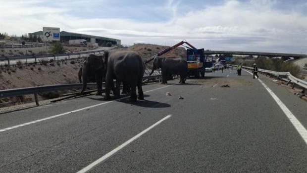 ep accidenteun camiontransportaba elefantesalbacete