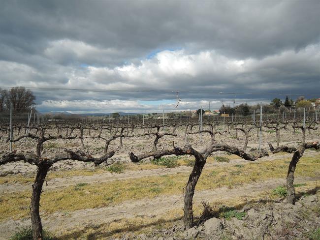 ep campocultivo agricultura agricultor parra parras vinas vinedo uva