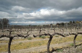 ep campocultivo agricultura agricultor parra parras vinas vinedo uva
