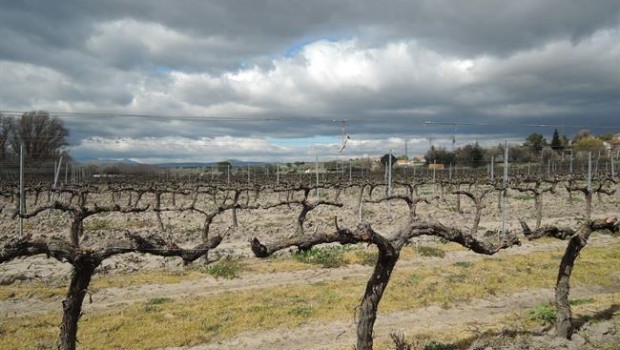 ep campocultivo agricultura agricultor parra parras vinas vinedo uva