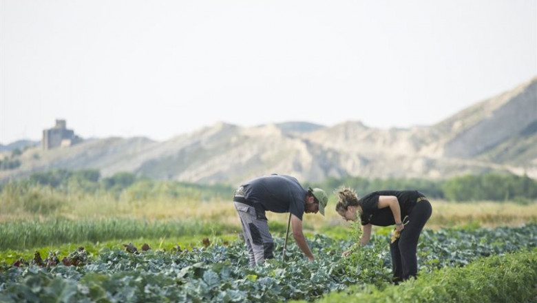 Dos personas trabajan en un cultivo, en una imagen de archivo. | CPAEN ep dos personas trabajan en un cultivo en una imagen de archivo
