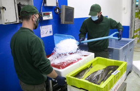 ep dos trabajadores manejan pescado en cajas de plastico en la lonja de a coruna