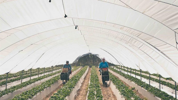 ep imagen de archivo de dos trabajadoras recogiendo fresas en un campo de huelva