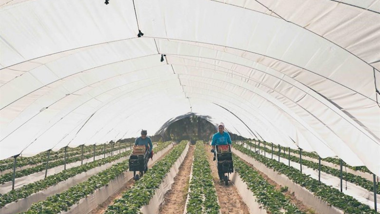 Imagen de archivo de dos trabajadoras recogiendo fresas en un campo de Huelva. | EXTENDA - Archivo ep imagen de archivo de dos trabajadoras recogiendo fresas en un campo de huelva