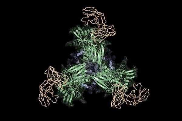 Os científicos de Scripps Research formaron parte de un equipo que diseñó y probó una nueva vacuna candidata (verde y azul) que se une a los precursores de anticuerpos ampliamente neutralizantes (bronceado) y promete ser la primera etapa de una vacuna con | EL LABORATORIO SCHIEF EN SCRIPPS RESEARCH ep os cientificos de scripps research formaron parte de un equipo que diseno y probo una nueva