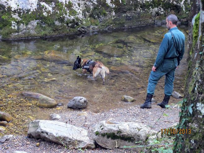 ep perro buscando veneno
