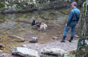 ep perro buscando veneno