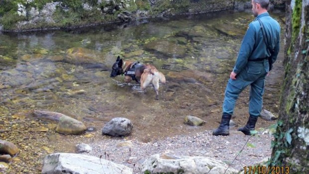 ep perro buscando veneno