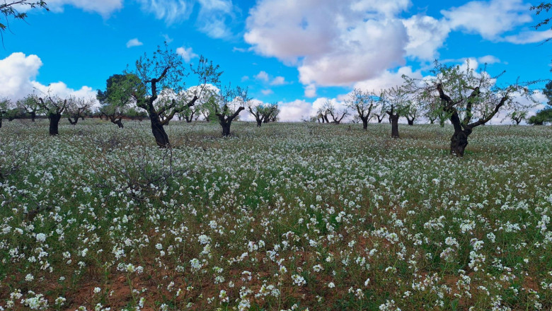 imagen ndp esilok 20260427113921 