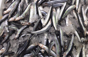 ep archivo boquerones expuestos en una pescaderia de un mercado ep archivo boquerones expuestos en una pescaderia de un mercado