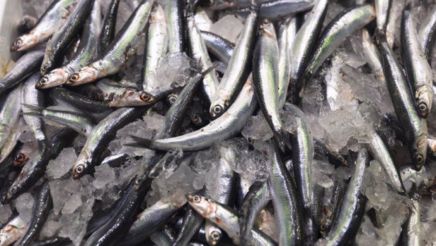 ep archivo   boquerones expuestos en una pescaderia de un mercado