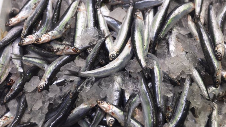 ep archivo boquerones expuestos en una pescaderia de un mercado ep archivo boquerones expuestos en una pescaderia de un mercado