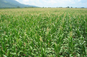 ep archivo   cultivo de maiz 20230705170603