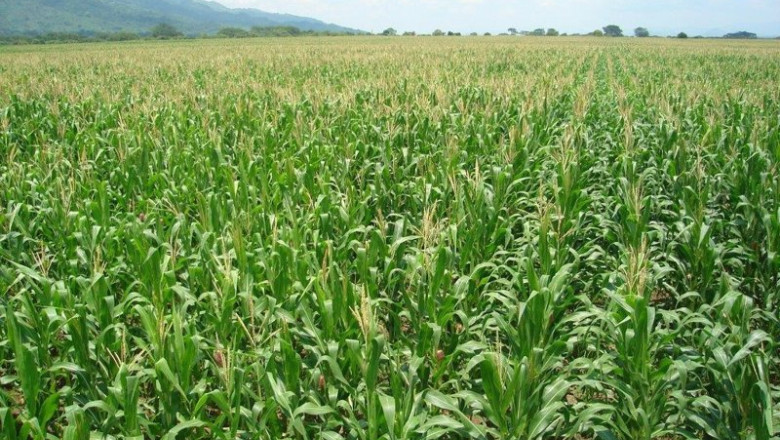 ep archivo cultivo de maiz 20230705170603 ep archivo cultivo de maiz 20230705170603