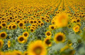 ep archivo   imagenes de un campo de girasoles en florecidos