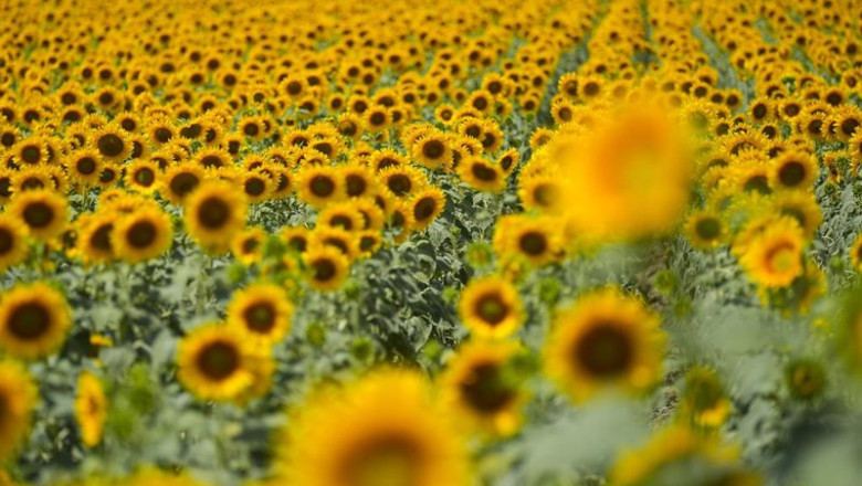 ep archivo   imagenes de un campo de girasoles en florecidos
