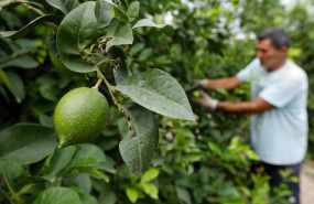 ep archivo   plantacion de limones