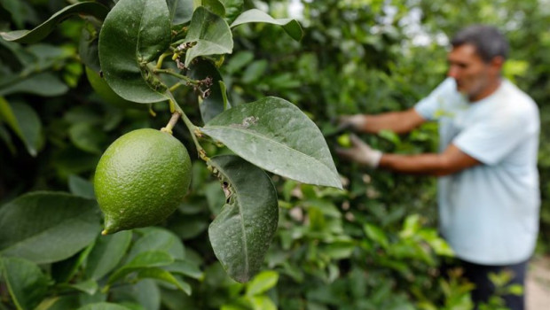 ep archivo   plantacion de limones