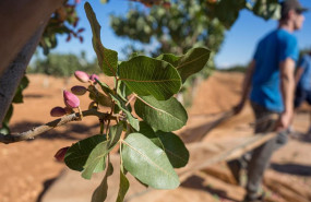 ep archivo   recogida del pistacho en una finca