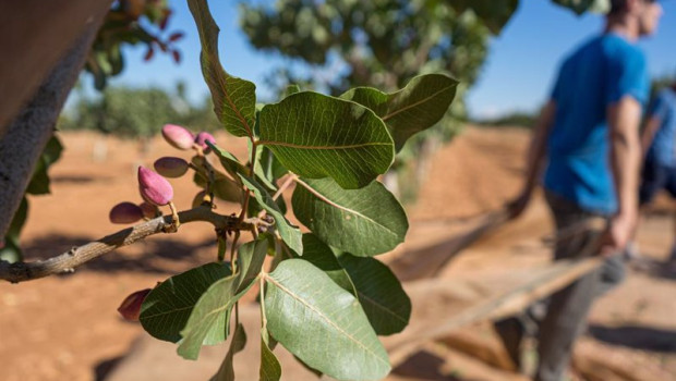 ep archivo   recogida del pistacho en una finca