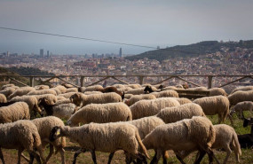 ep archivo   varias ovejas pastan cerca del mirador de montbau en barcelona