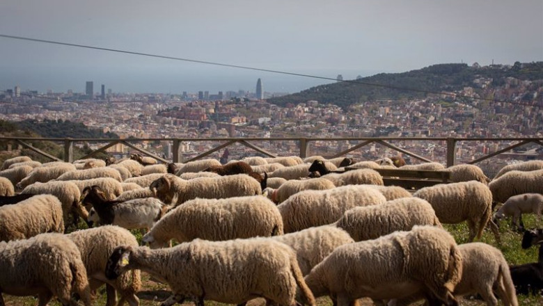 Archivo - Varias ovejas pastan cerca del Mirador de Montbau en Barcelona | David Zorrakino - Europa Press - Archivo ep archivo varias ovejas pastan cerca del mirador de montbau en barcelona
