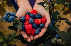 ep berries de hortifrut