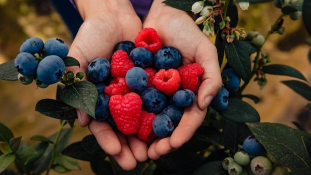 ep berries de hortifrut ep berries de hortifrut