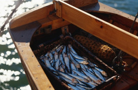 ep boquerones