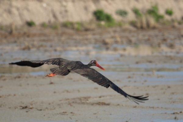 Cigüeña Negra | CARLOS MOLINA (SEO/BIRDLIFE)ES ep ciguena negra