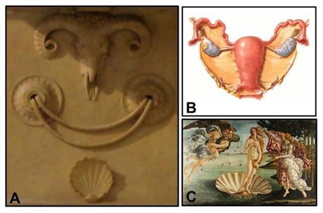 ep decoracion inspiradala anatomia femenina